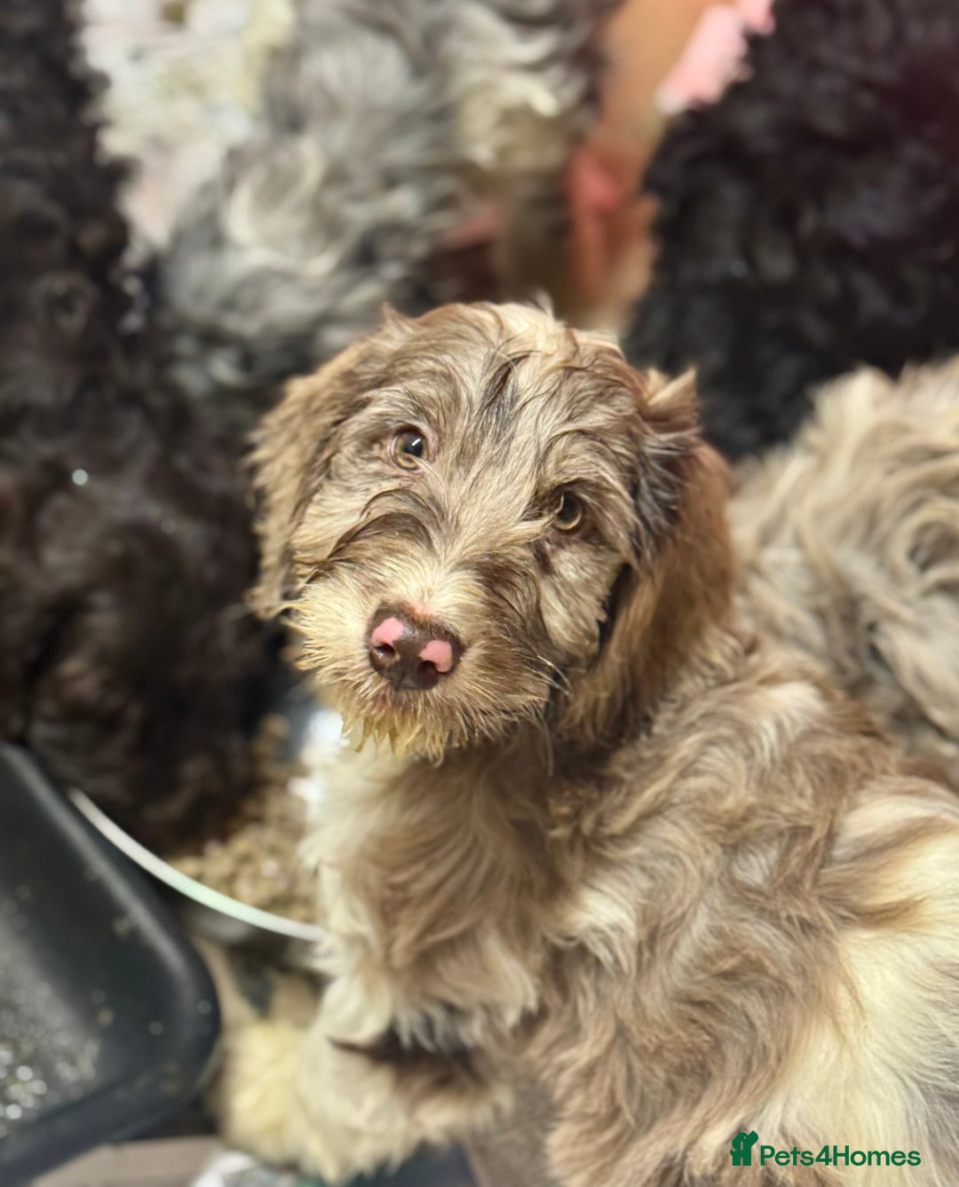 Cockapoo dogs for sale: F1 Standard Rare Parti, Solid and Merle Cockapoos - Advert 1