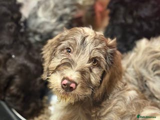 Cockapoo dogs F1 Standard Rare Parti, Solid and Merle Cockapoos - Advert 12