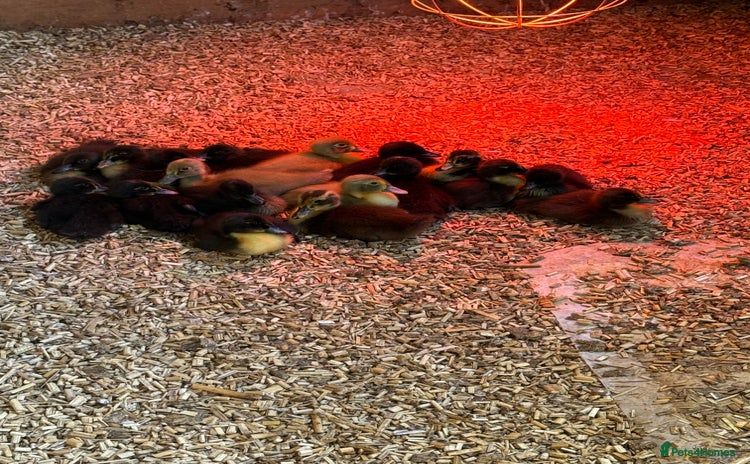Ducks poultry - Advert 8