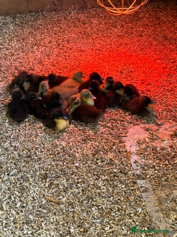 Ducks poultry - Advert 8