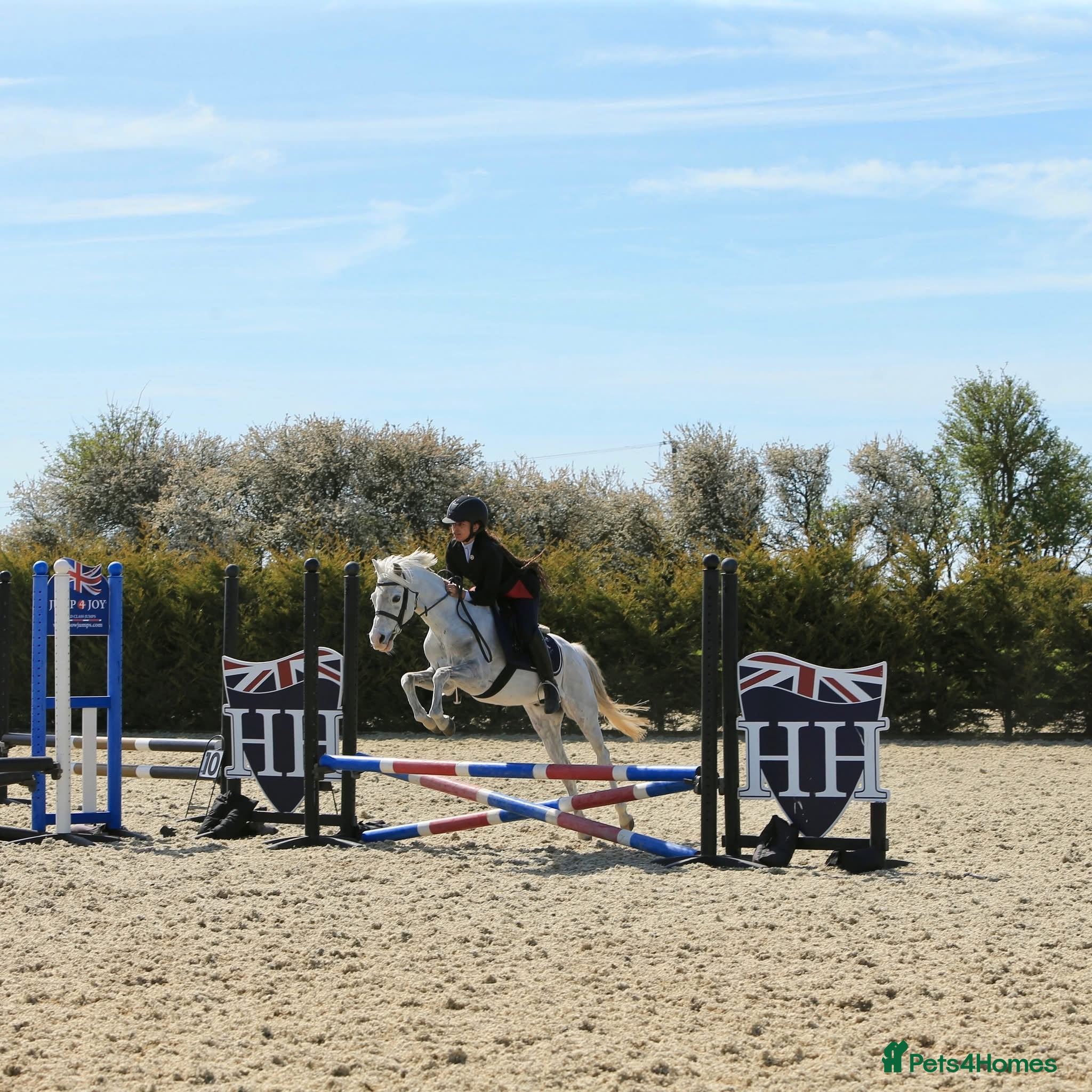 Welsh Section B horses 138cm Reg Welsh B  - Advert 1