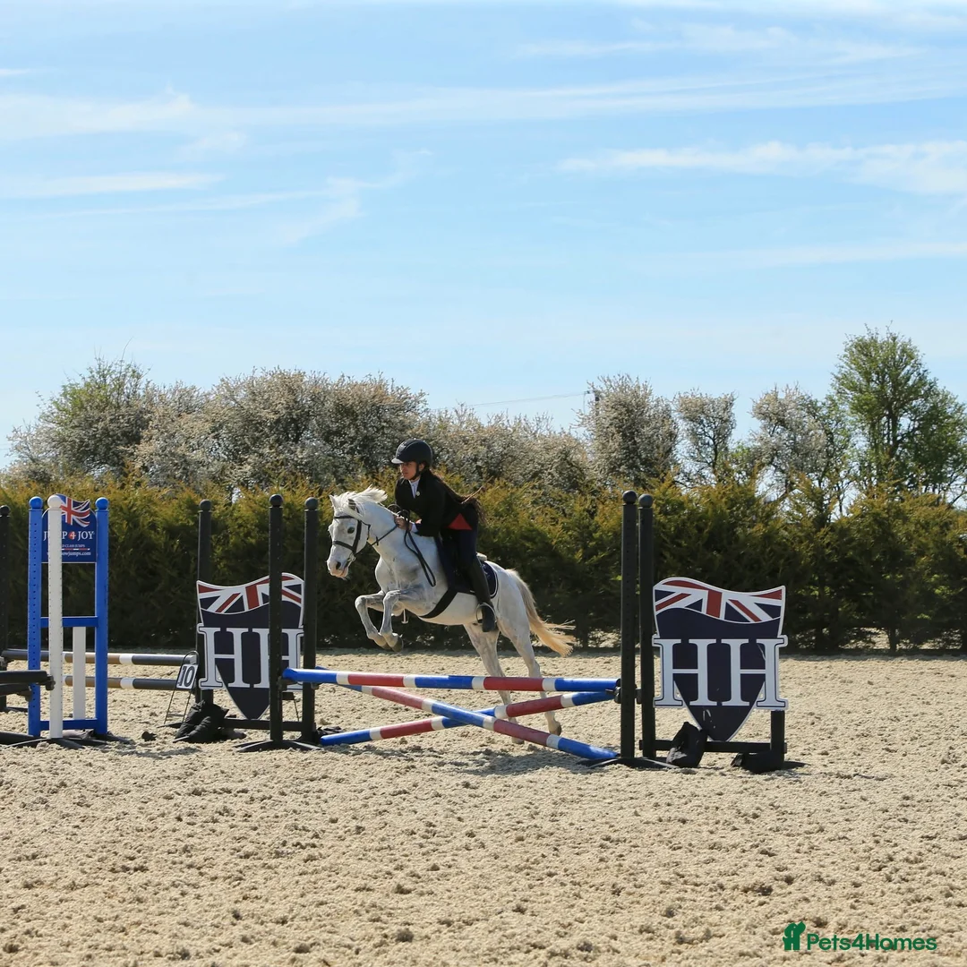 Welsh Section B horses for sale: 138cm Reg Welsh B  in Deal - Advert 1