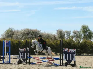 Welsh Section B horses 138cm Reg Welsh B - Advert 1