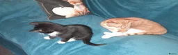 British Shorthair cats for sale: 2 Lovely black and white fluffy kittens - Advert 20
