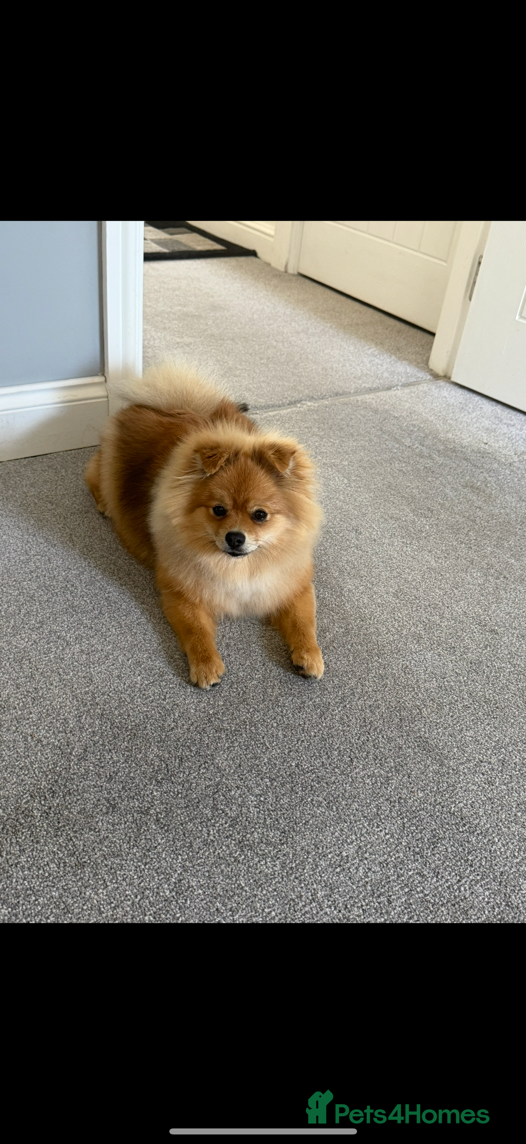 Pomeranian dogs for sale: Female Pomeranian for sale - Advert 1