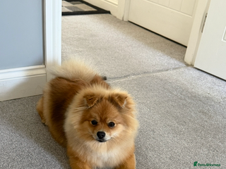 Pomeranian dogs Female Pomeranian for sale - Advert 18