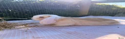 Mini Lop rabbits for sale:  Gorgeous mini Lop babies  - Advert 13