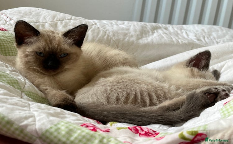 Ragdoll cats - Advert 15