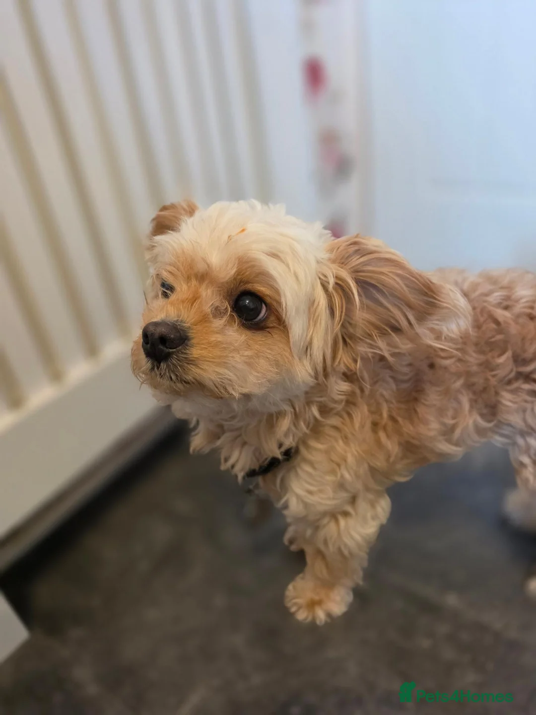 Chipoo dogs for sale: 6 years ols Milo a lovely Chipoo for sale in Wigan - Advert 2