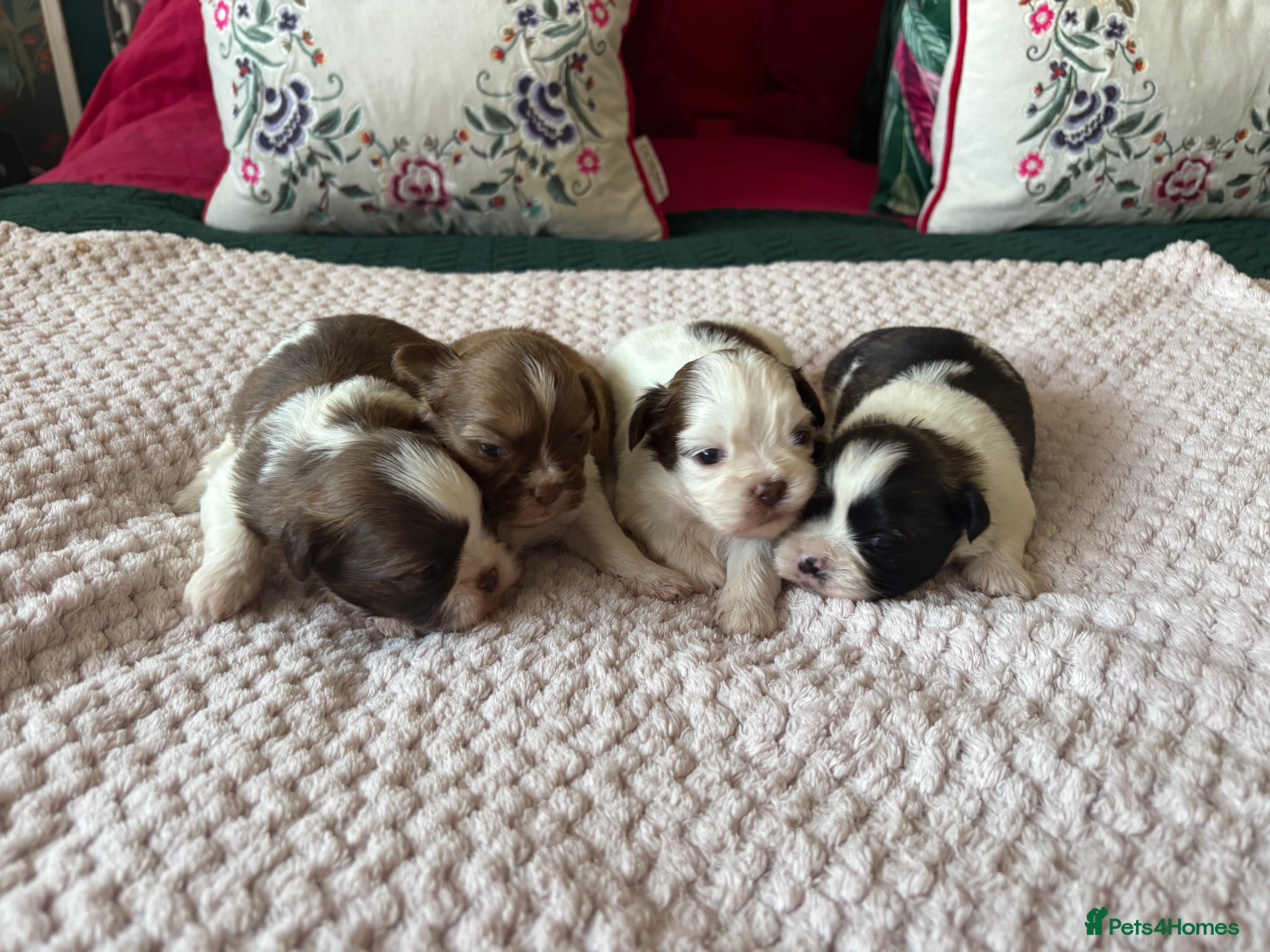 Shih Tzu dogs Shih tzu puppies from sale  - Advert 5