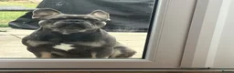 French Bulldog dogs for sale: Bohdi - The Frenchie  - Advert 11