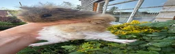 Guinea Pig rodents for sale: Gorgeous baby Guinea pigs - Advert 3
