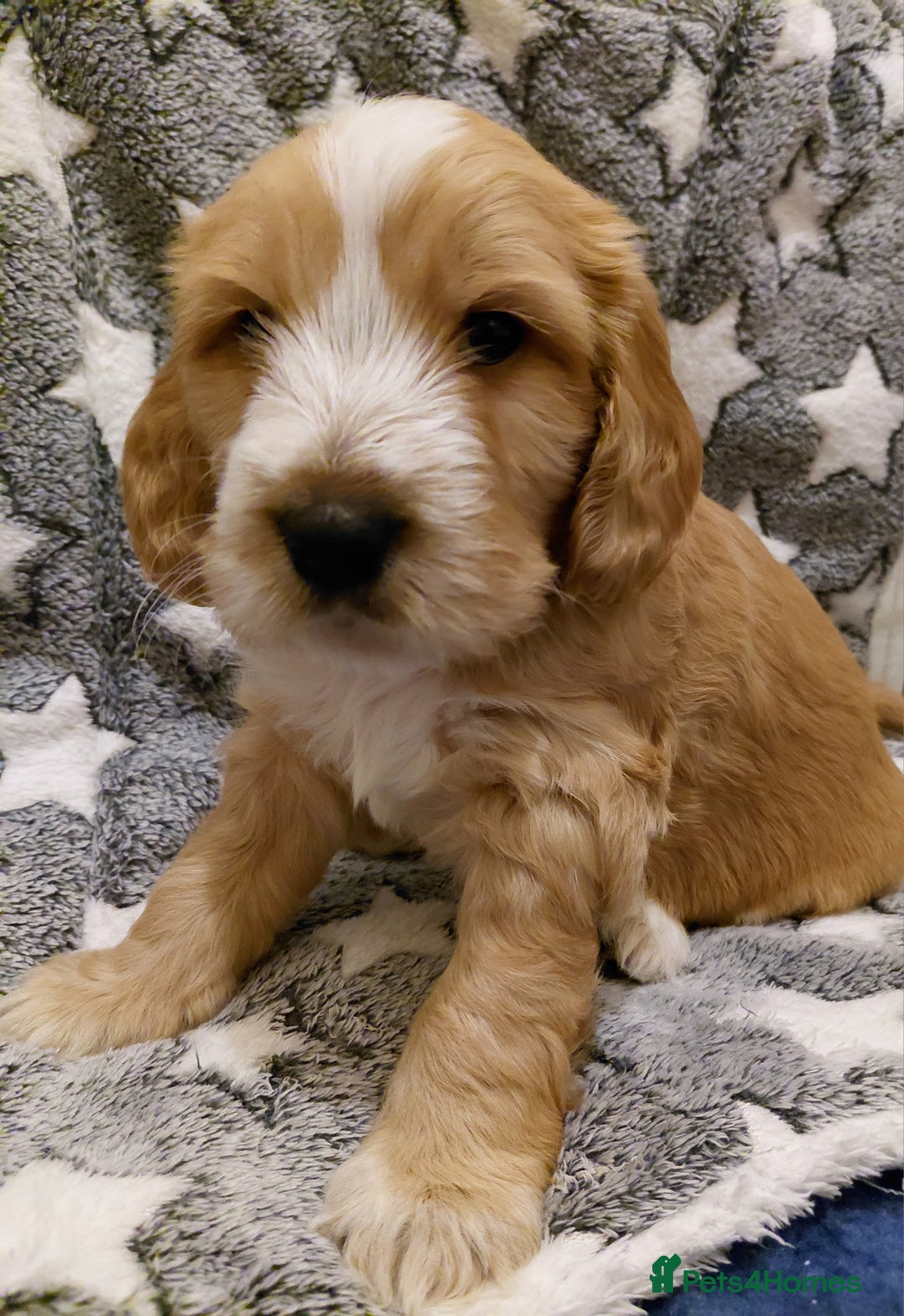 Mixed Breed dogs for sale: Australian Labradoodle puppies - Advert 13