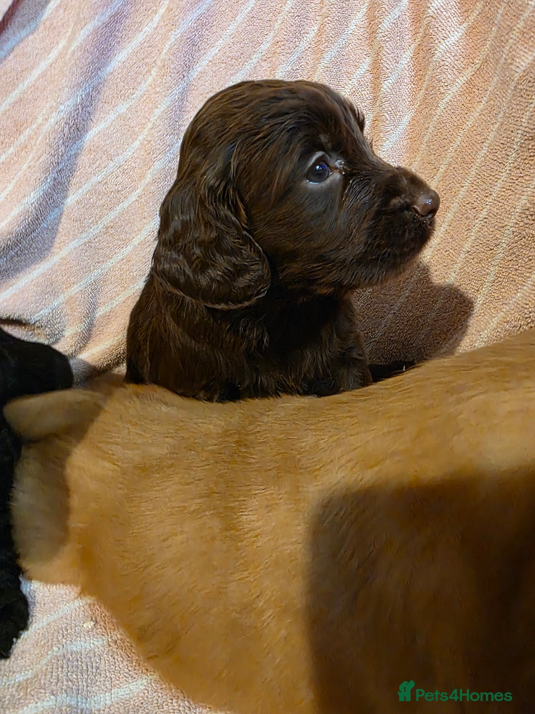 Cocker Spaniel dogs for sale: Beautiful Working KC Reg Cocker Spaniels Puppies - Advert 9