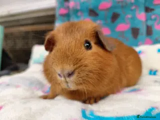 Guinea Pig rodents Young DE Self Golden Sow RTL - Advert 12