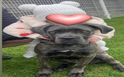 Cane Corso dogs for sale: Cane corsa  - Image 2