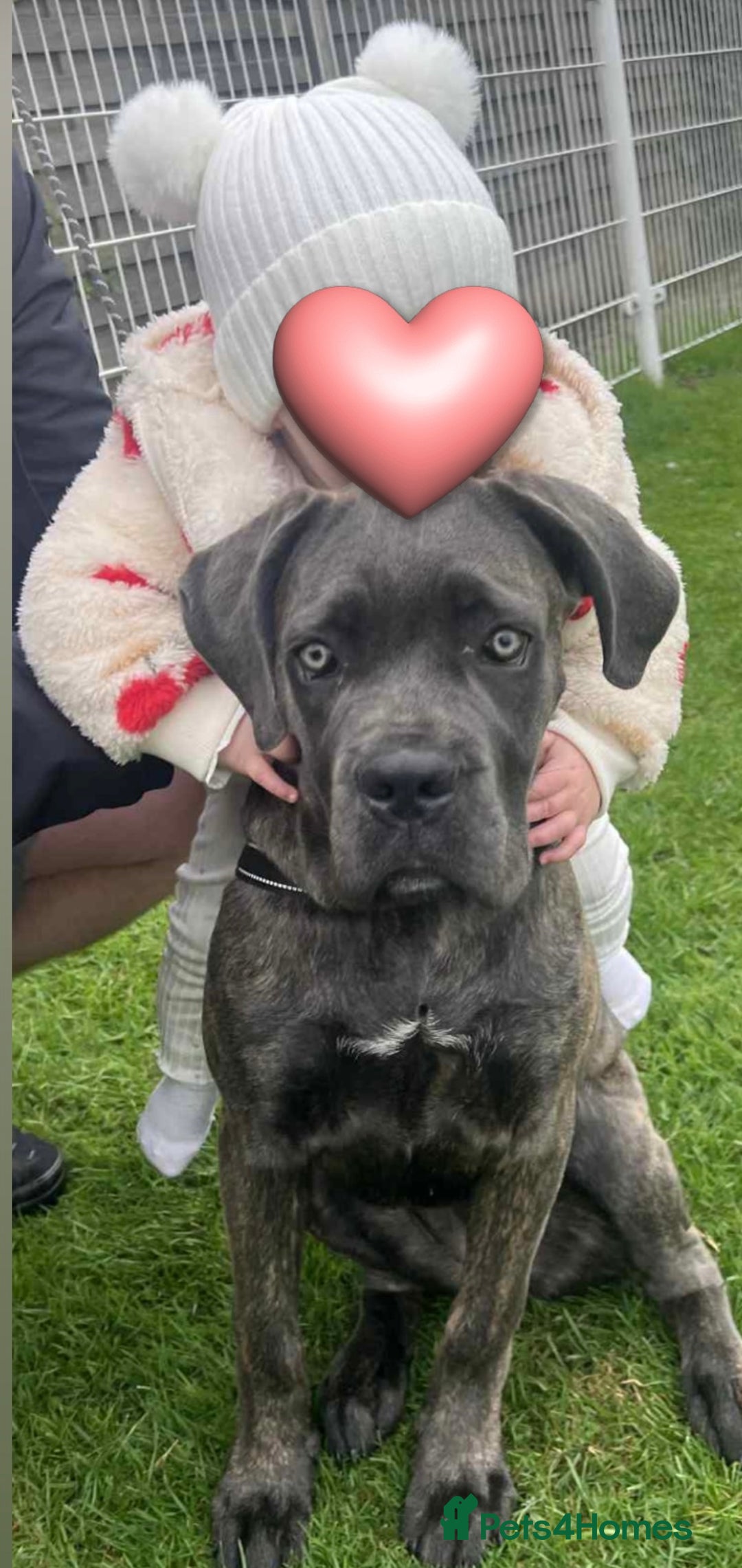 Cane Corso dogs for sale: Cane corsa  - Image 2