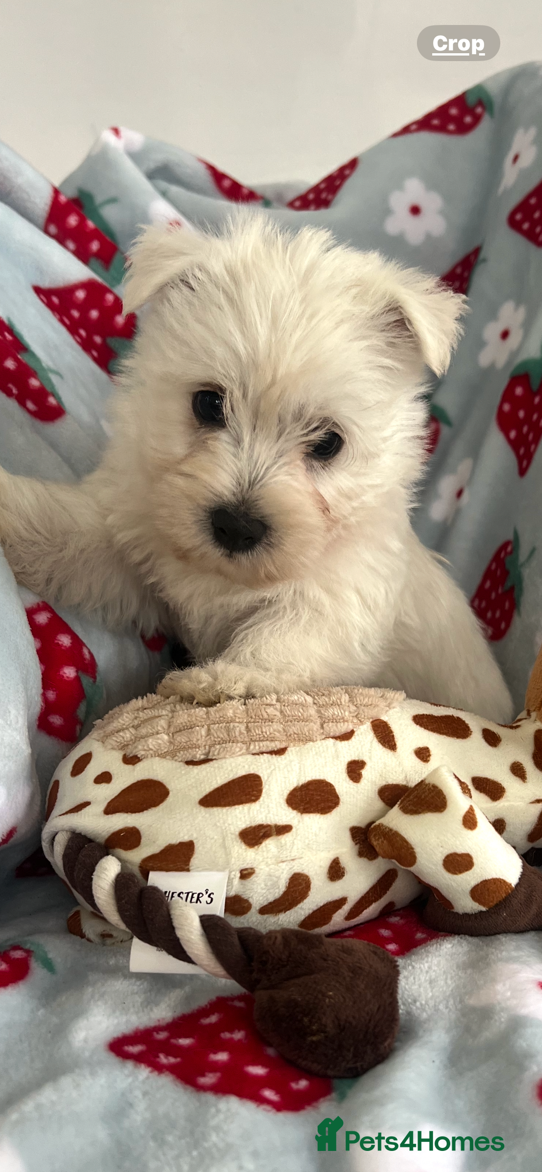 West Highland Terrier dogs for sale: Westie puppies available  - Image 1