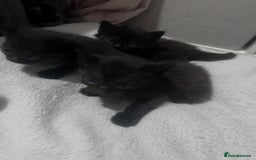Mixed Breed cats for sale: Kittens black two short haired 1 long haired  - Image 3