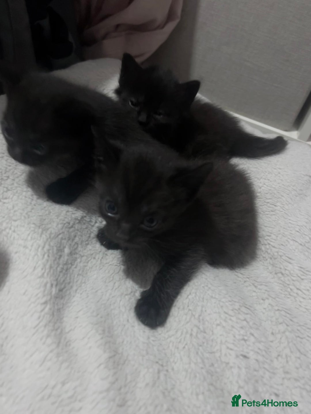 Mixed Breed cats for sale: Kittens black two short haired 1 long haired  - Image 3