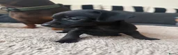 Chiweenie dogs for sale: Miniature Dachshund x Chihuahua  - Advert 6