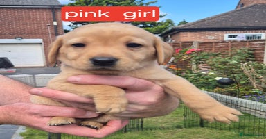 Labrador Retriever dogs - Advert 7