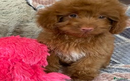 Cockapoo dogs for sale: Stunning fox red cockapoo puppies PRA clear  - Image 17