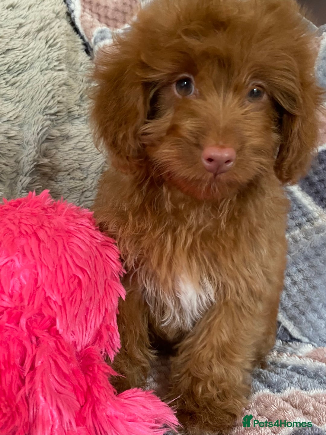Cockapoo dogs for sale: Stunning fox red cockapoo puppies PRA clear  - Image 17