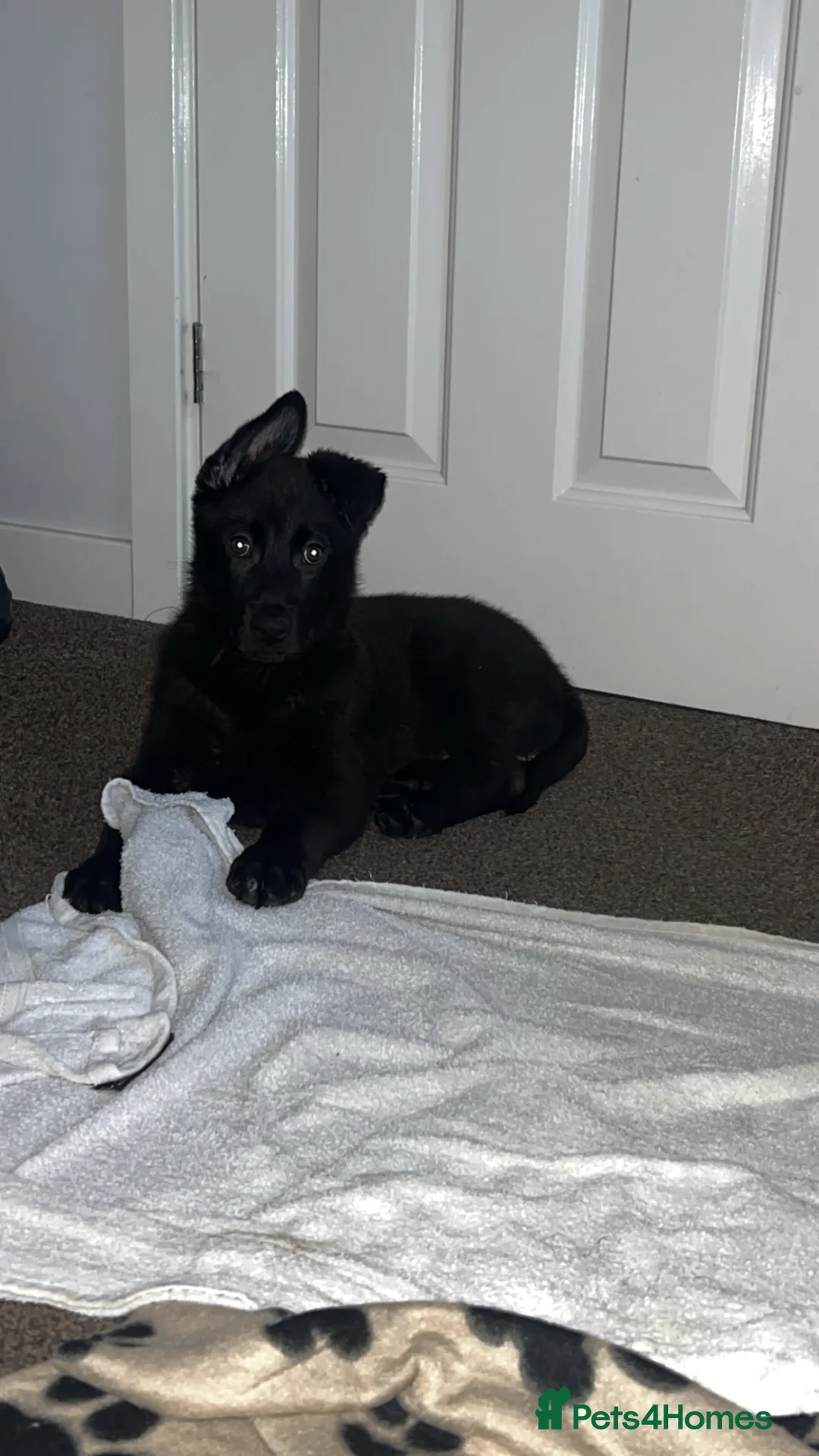 German Shepherd dogs for sale:  female German shepherd for sale 12 week old - Advert 5