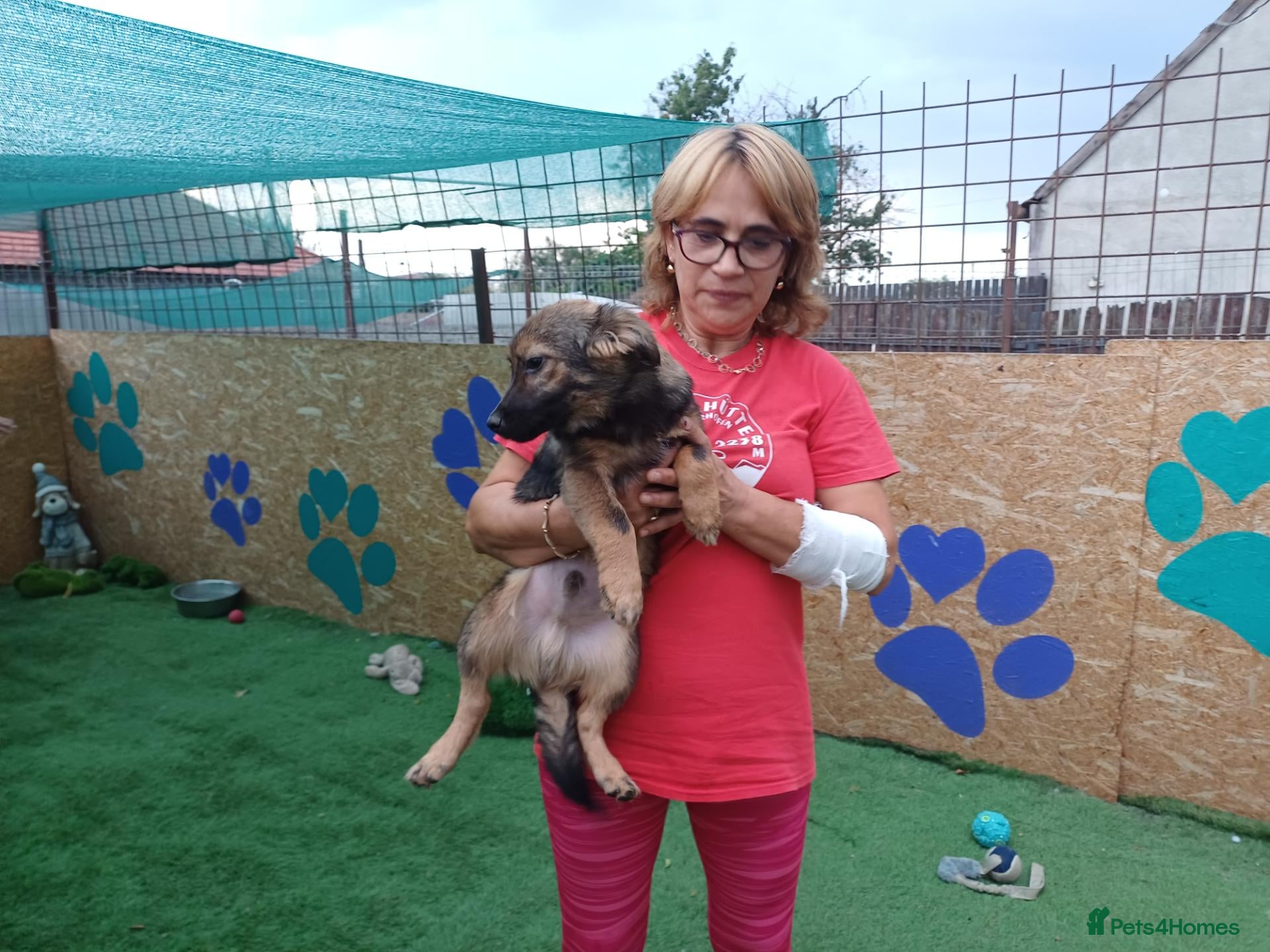 Mixed Breed dogs 🐻LITTLE BEAR – A HANDSOME BOY FOR A LOVING HOME🐾 - Advert 1