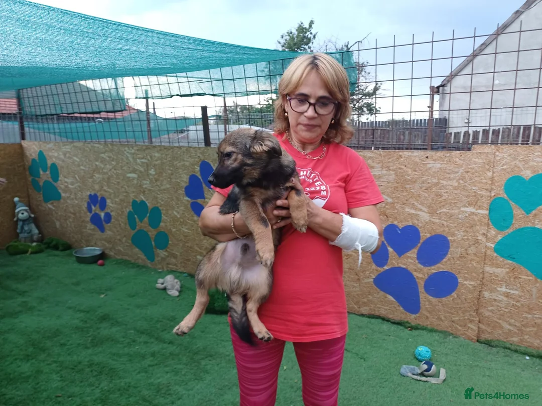 Mixed Breed dogs for adoption: 🐻LITTLE BEAR – A HANDSOME BOY FOR A LOVING HOME🐾 - Advert 1