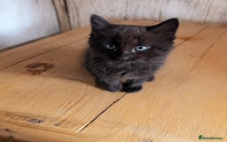 Mixed Breed cats for sale: Exquisite Luxe black kittens - Image 6