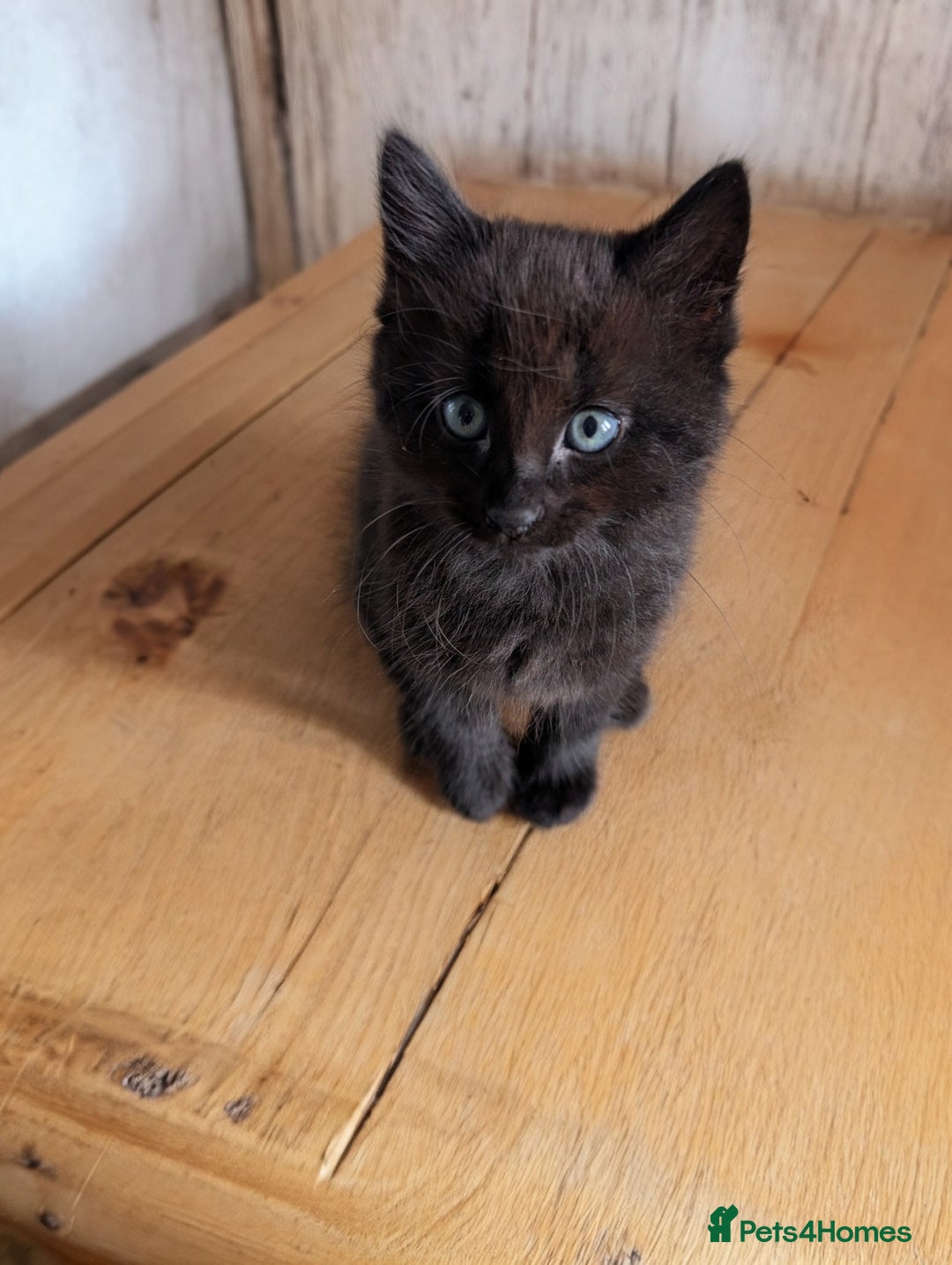 Mixed Breed cats for sale: Exquisite Luxe black kittens - Image 6