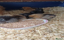 Chickens poultry for sale: Silkie chicks available for new homes - Image 3
