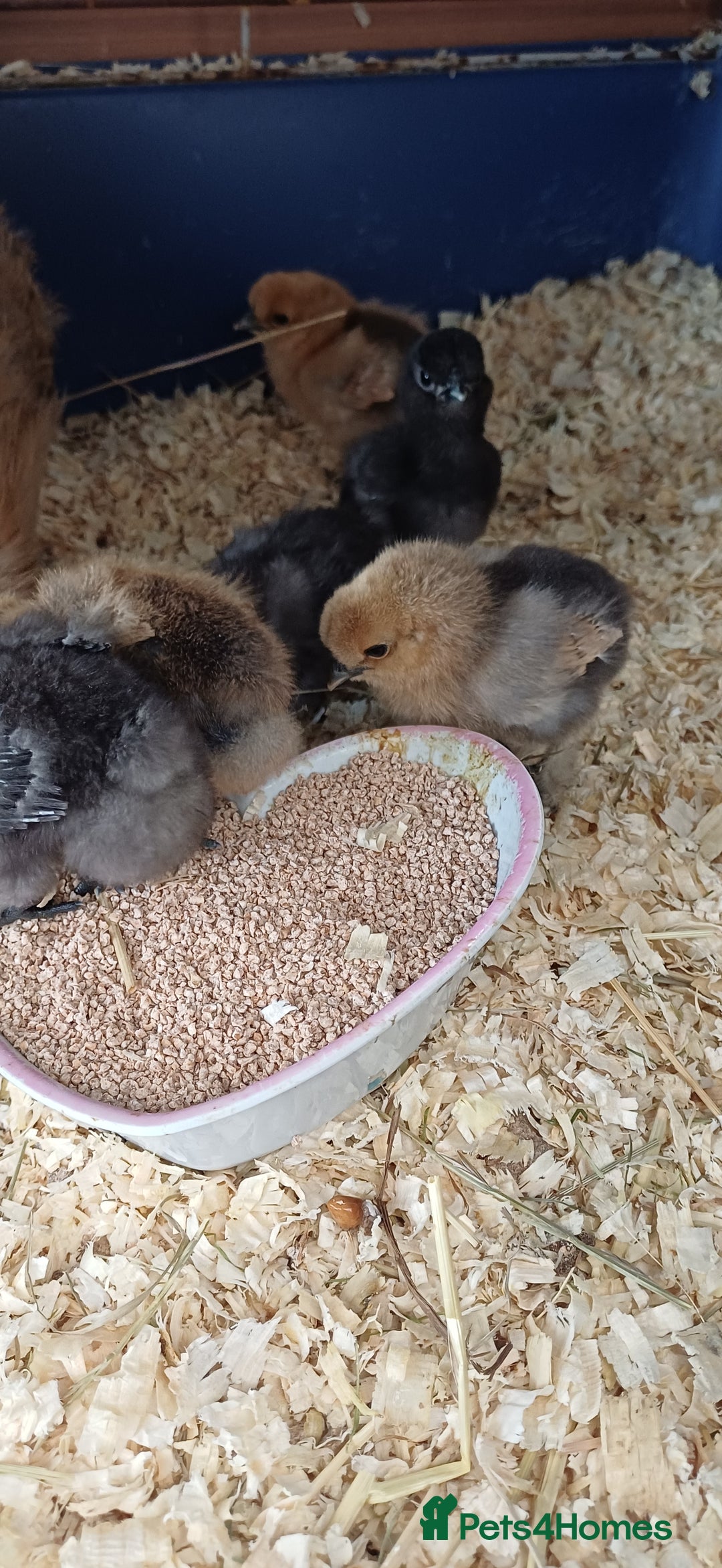 Chickens poultry for sale: Silkie chicks available for new homes - Image 3