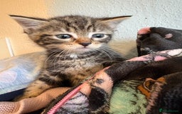 Mixed Breed cats for sale: Mixed kittens  - Image 5