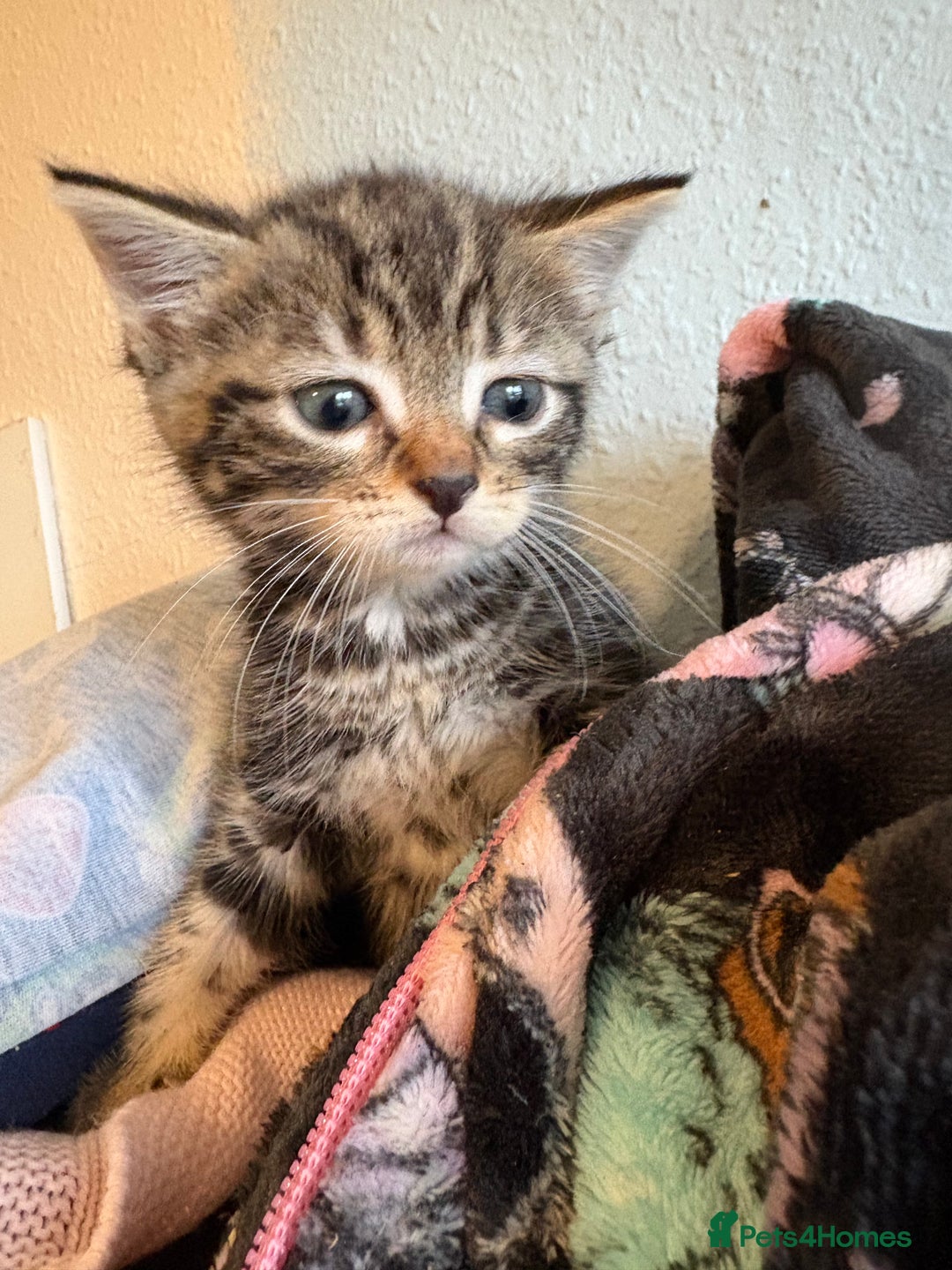 Mixed Breed cats for sale: Mixed kittens  - Image 5