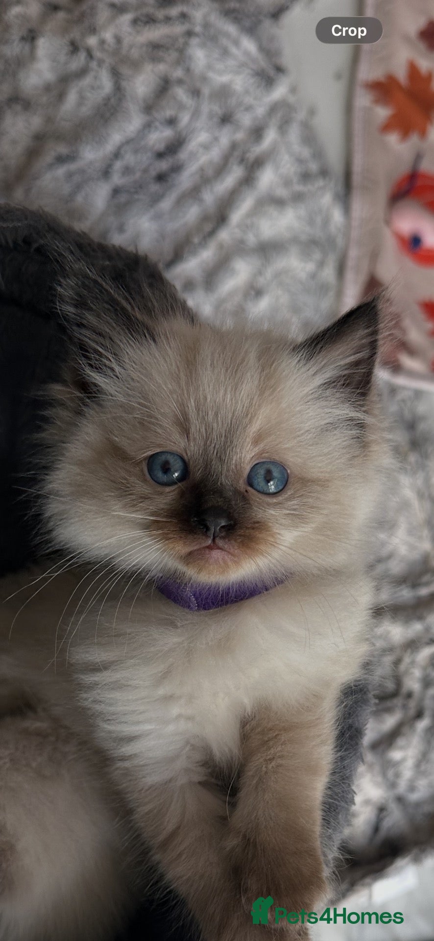 Ragdoll cats 4 beautiful ragdoll kittens for sale  - Advert 3