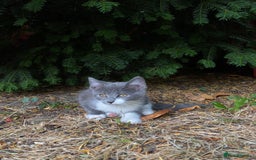 Mixed Breed cats for sale: beautiful kittens - Image 25