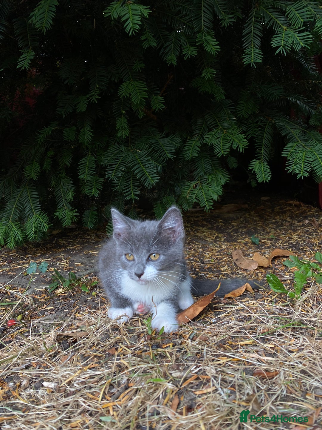 Mixed Breed cats for sale: beautiful kittens - Image 25