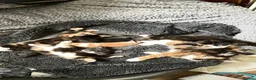 Mixed Breed cats for sale: Velvet kisses  - Advert 18