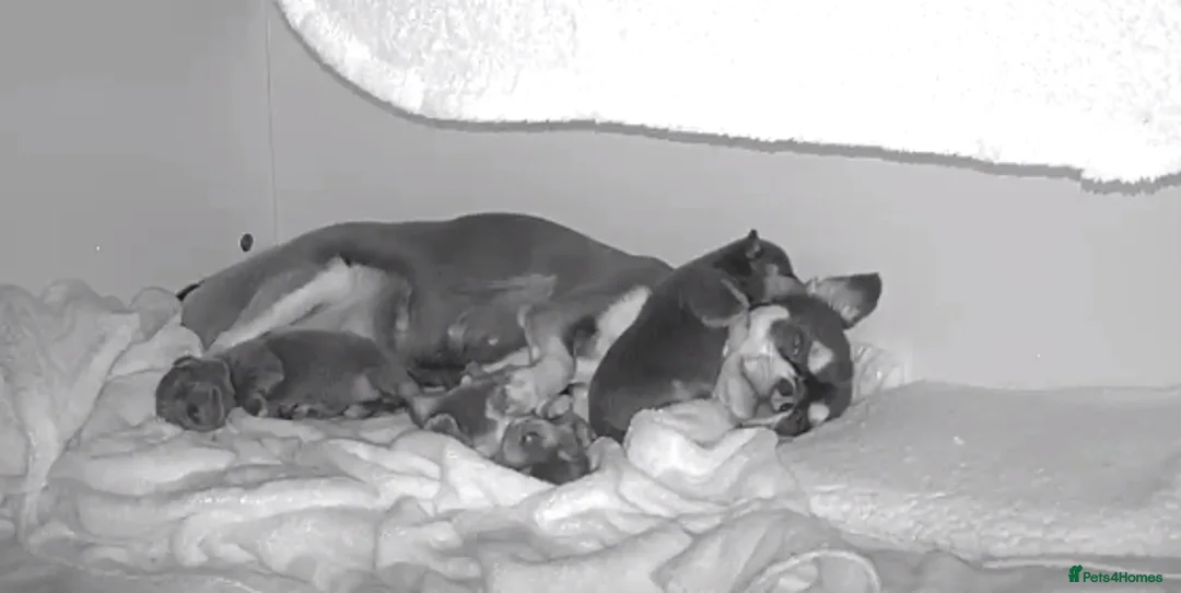 Chihuahua dogs for sale: 3 boy chihuahuas  - Advert 11