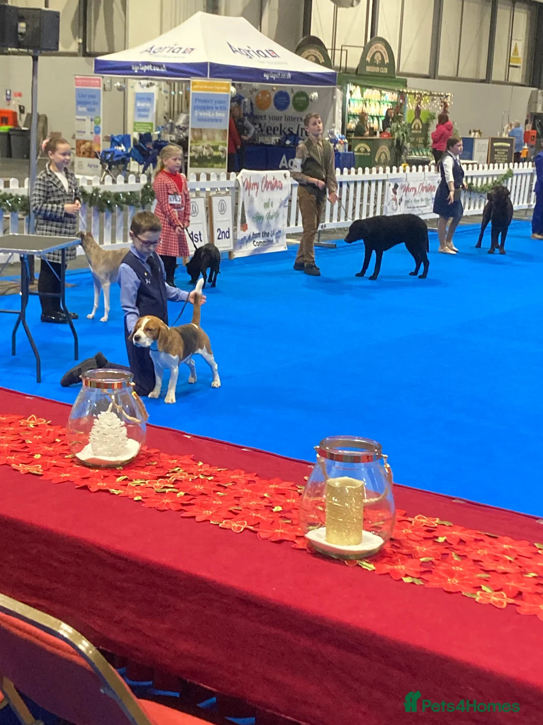 Beagle dogs for stud: TOP PRODUCING STUD CRUFTS QUALIFIED, CHAMPION BRED in Birmingham - Advert 15