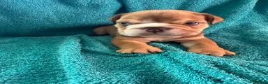English Bulldog 1