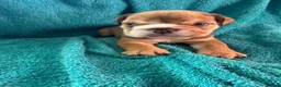 English Bulldog dogs for sale: English bulldog puppies  - Advert 8