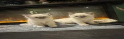 Ragdoll cats for sale: Beautiful Ragdoll Kittens - Advert 6