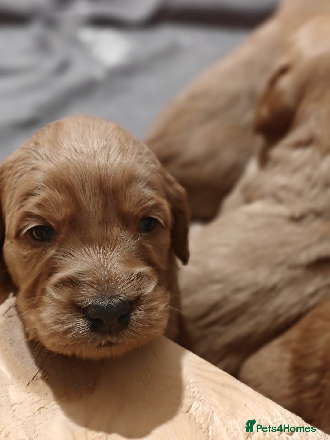 Mini Goldendoodle dogs for sale: Superb home-bred F1 Mini Goldendoodle GIRL - Advert 16