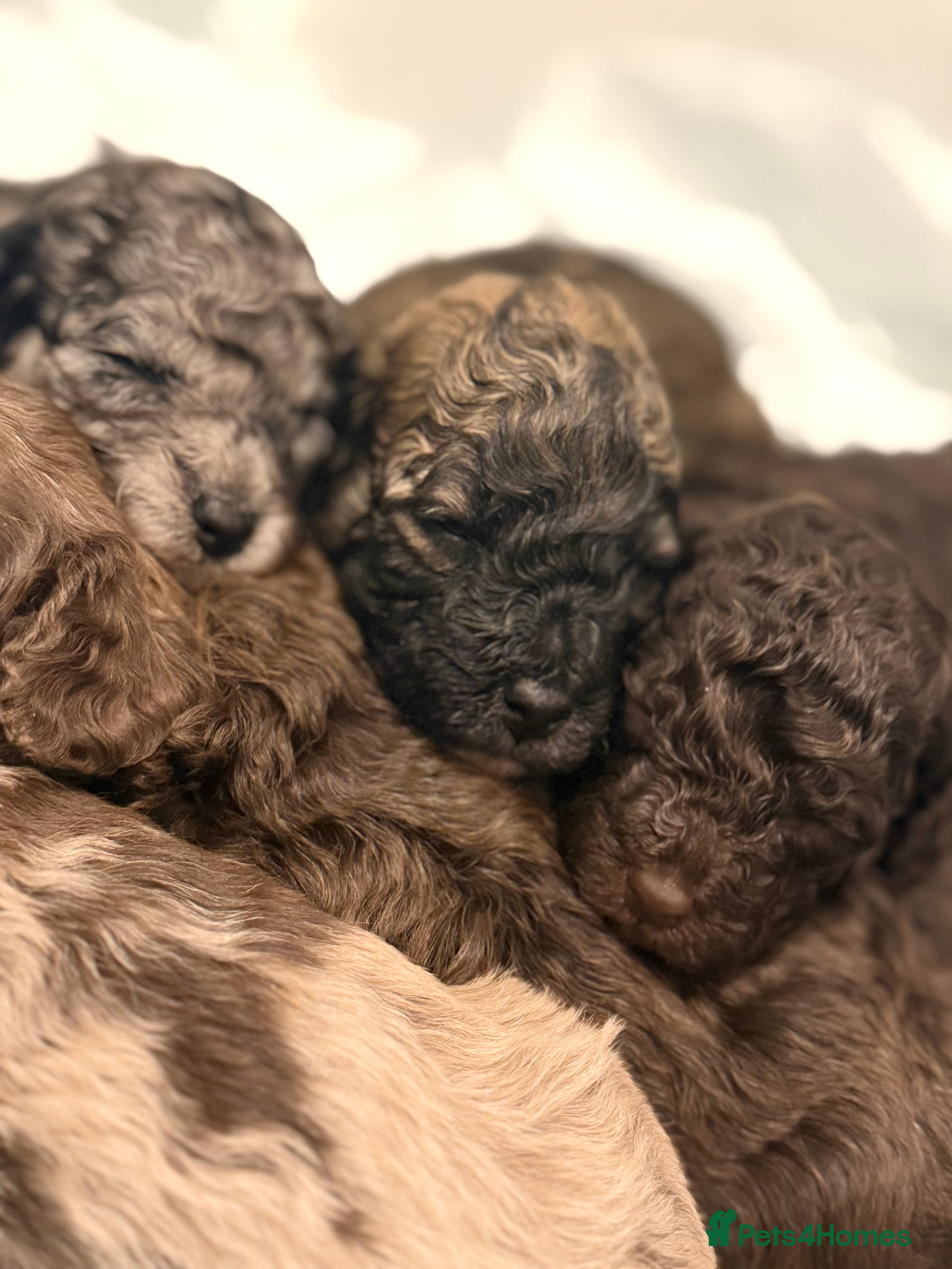 Poochon dogs 1 Poochon boy left with stunning sable colouring  - Advert 8