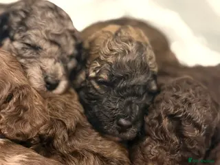 Poochon dogs 1 Poochon boy left with stunning sable colouring - Advert 8