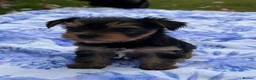 Yorkshire Terrier dogs for sale: Kc registered Yorkshire terrier puppies - Advert 14